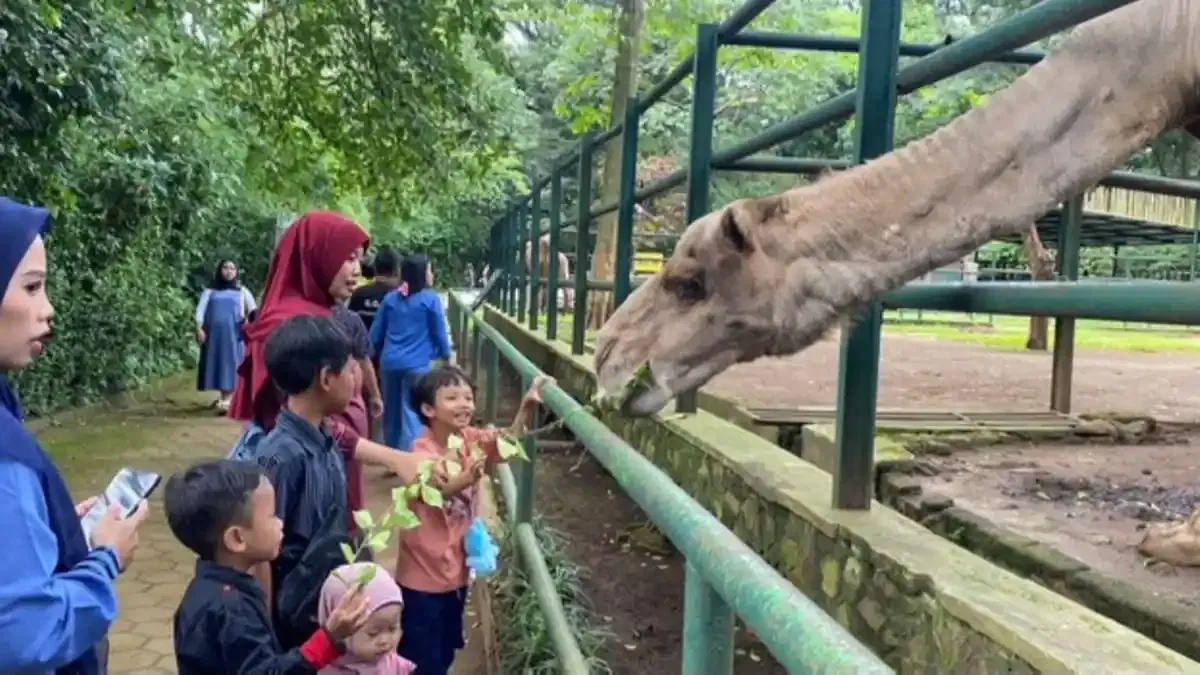 Pemenang Tender Bandung Zoo Wajib Bayar Rp4,3 Miliar, Pengumuman Segera