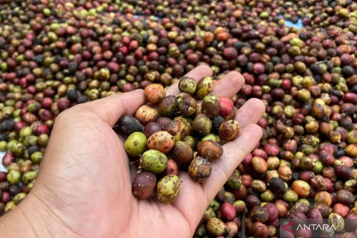 Pemerintah Kuningan Bantu Petani Kuatkan Kualitas Kopi Lokal untuk Pasar Global
