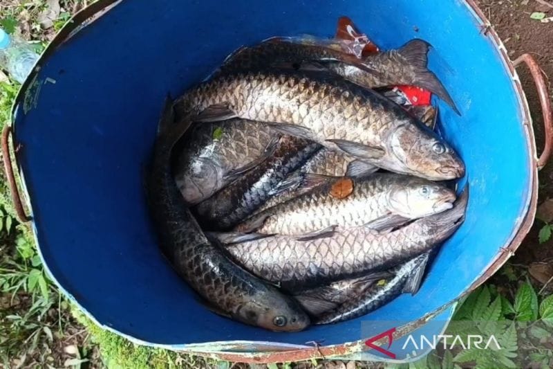 Pemkab Kuningan menyelidiki penyebab kematian ikan keramat di Cigugur