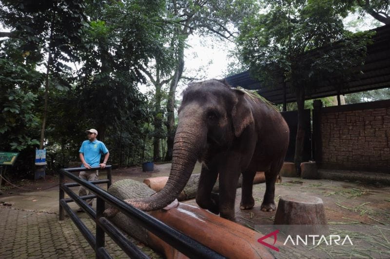 Bandung Zoo: Kenapa Libur Tahun Baru 2026 Masih Tutup?