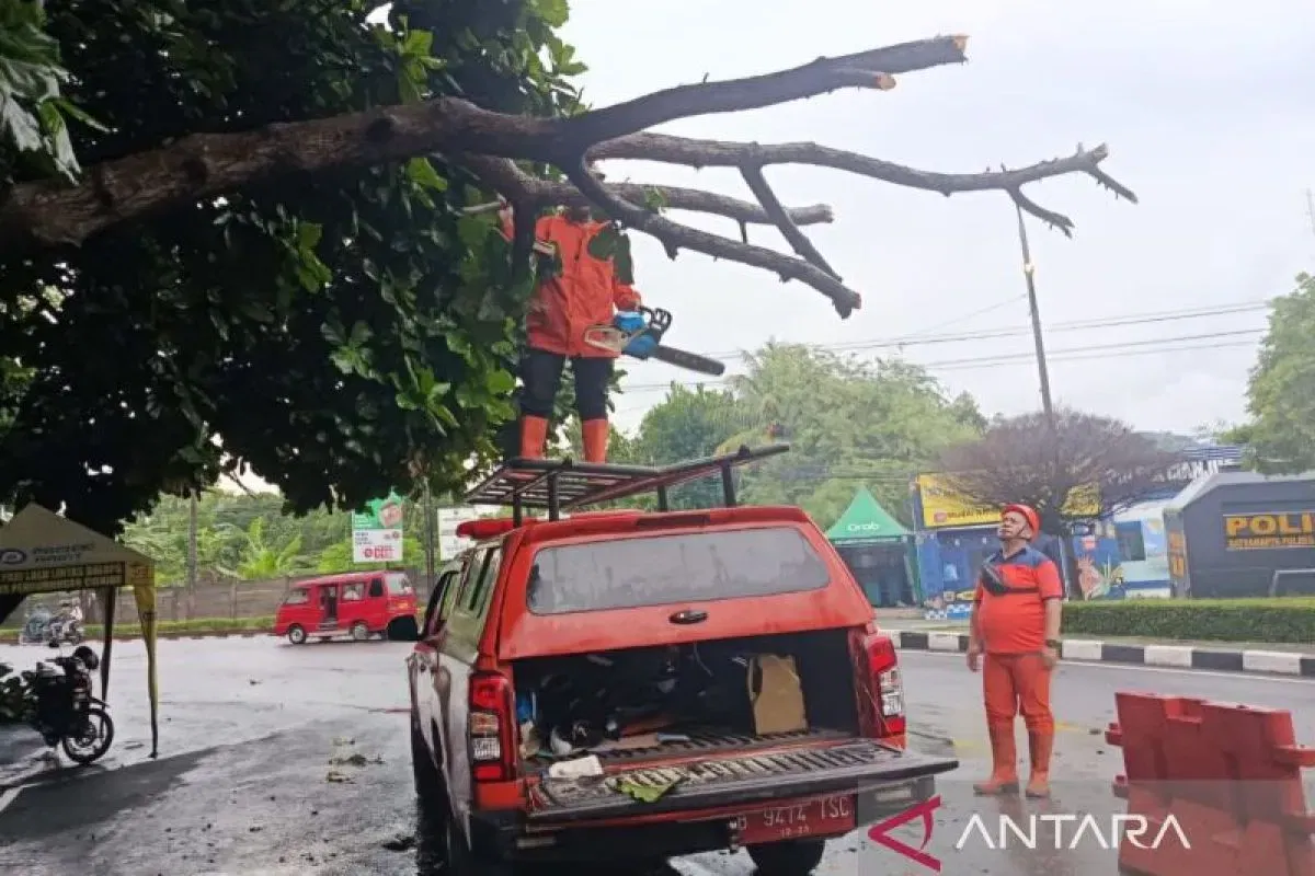 Penanganan Pohon Tumbang di Jalur Protokol Cianjur-Sukabumi-Bandung