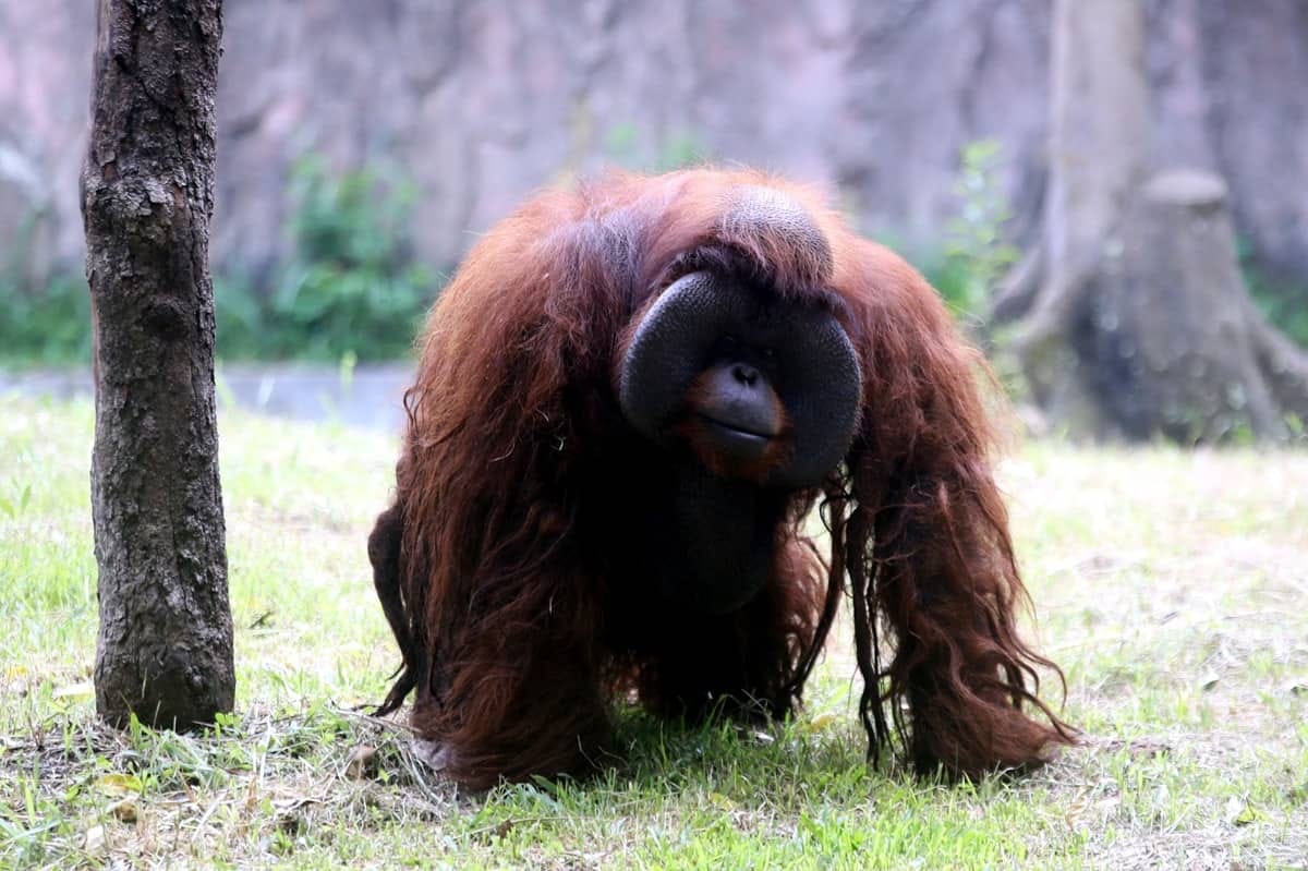 Perpanjangan MoU Bandung Zoo: Pastikan Kesejahteraan Satwa hingga 2026