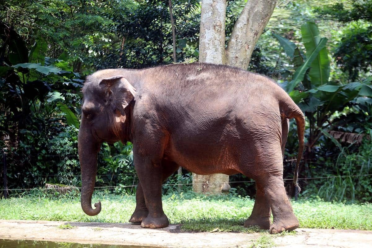 Perpanjangan MoU Kemenhut-Pemkot Bandung untuk Penanganan Kesejahteraan Satwa Bandung Zoo