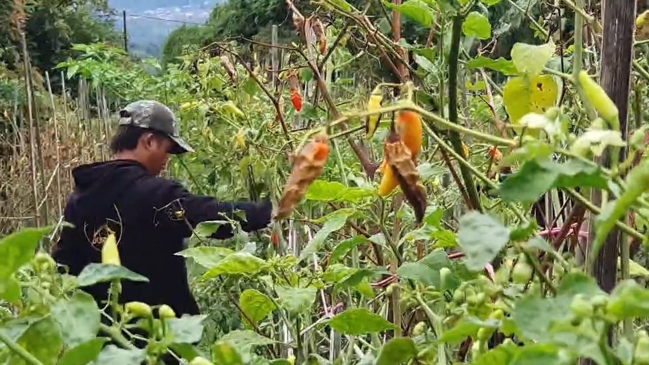 Petani Cabai di Sumedang Merugi karena Membusuk