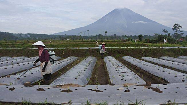 Petani Cisarua di Tengah Perubahan Pola Tanam dan Risiko Lereng