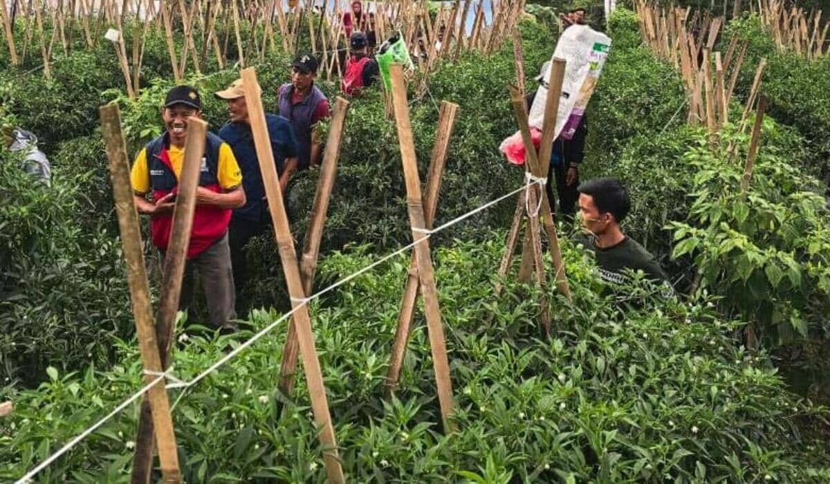 Petani Jawa Barat Pakai Benih TANGGUH 77 F1 Hadapi Musim Kemarau 2026