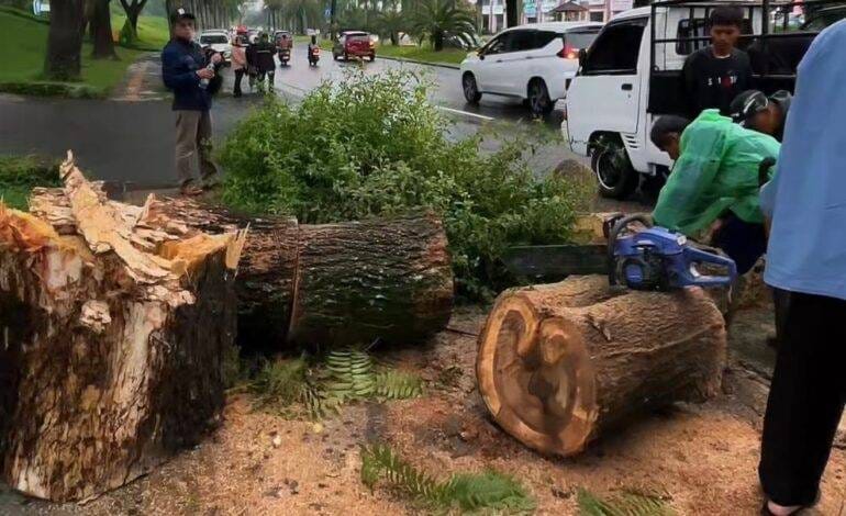 Pohon Trembesi Tumbang di Padalarang, Dua Pengendara Motor Luka