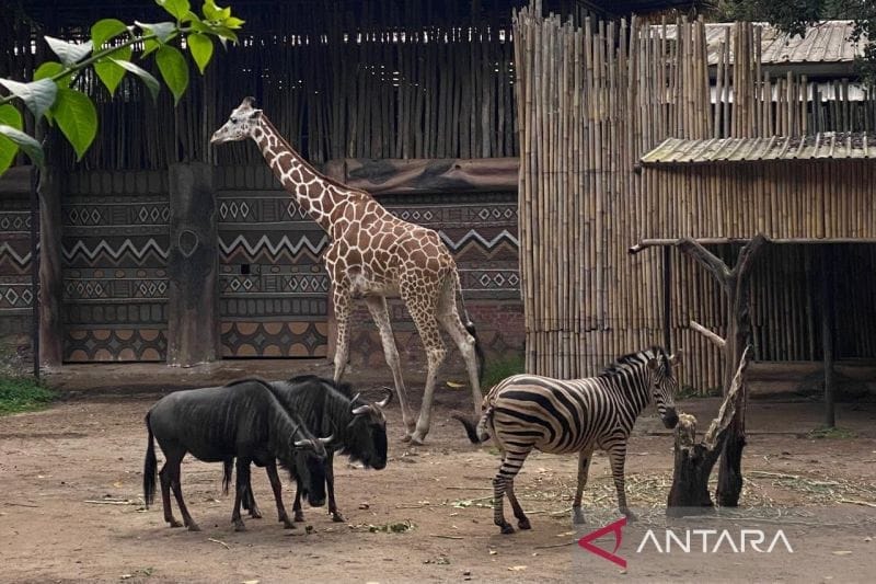 Polemik Bandung Zoo: YMT Kembalikan Satwa, Pemerintah Ambil Alih