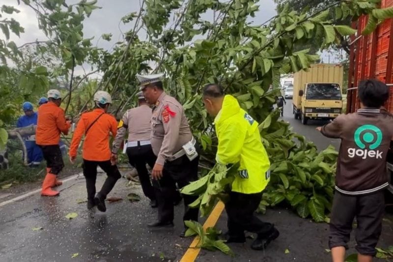 Evakuasi Kilat! Jalan Nasional Garut Kembali Lancar Usai Pohon Tumbang