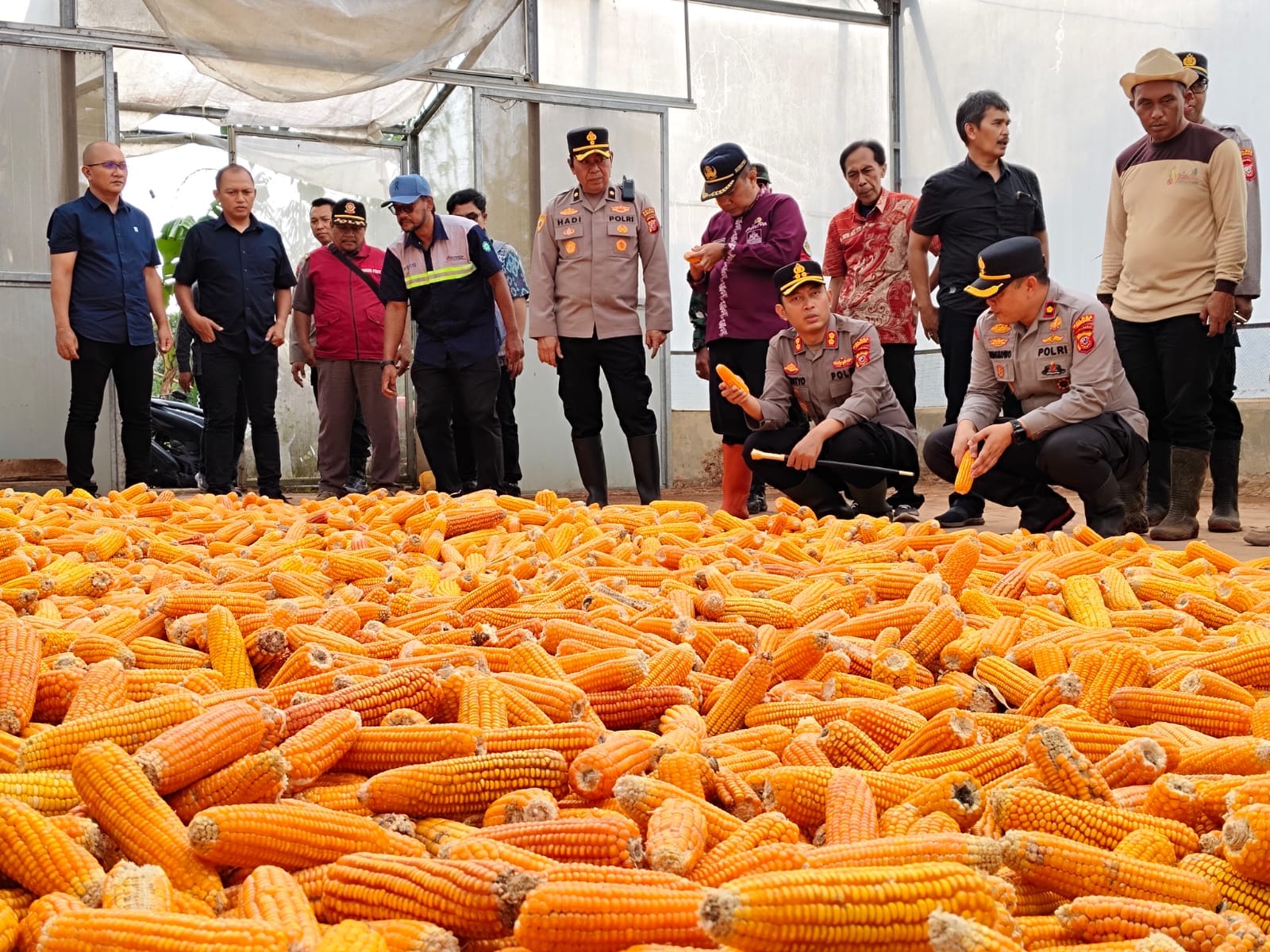 Polres Sumedang Wujudkan Ketahanan Pangan dengan Panen Jagung 105 Ton