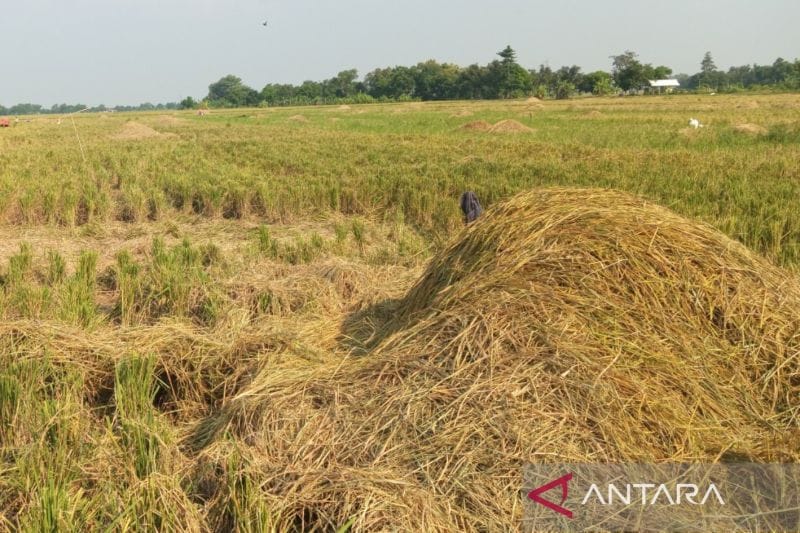 Cirebon Panen Raya 2025: 296 Ribu Ton Beras, Potensi Surplus Jabar?