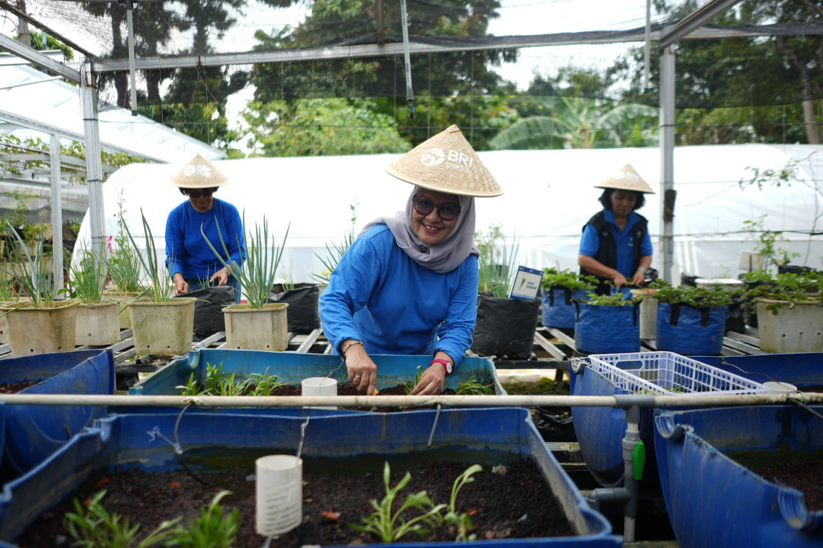 Program BRInita: BRI Dorong Perempuan Berdaya Lewat Urban Farming