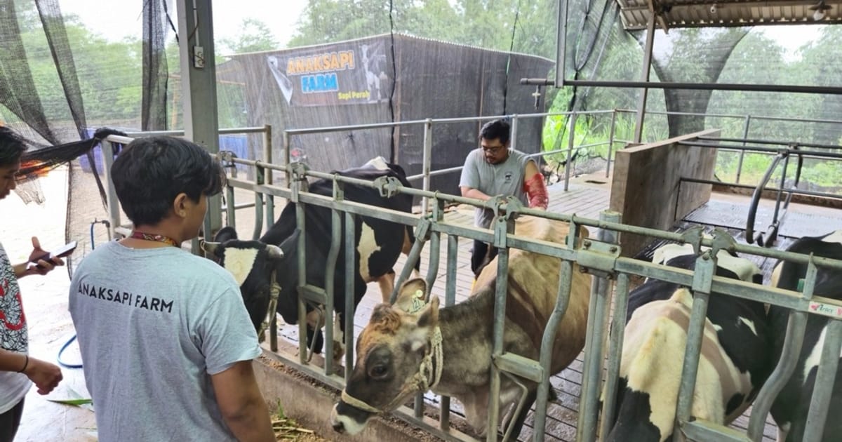 Program Klaster Unggulan BRI Dorong Peternak Malang Kembangkan Produk Olahan Susu Berkualitas
