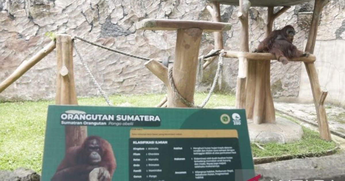 PT Fauna Land Ancol Ditunjuk, Bandung Zoo Masuk Tahap Revitalisasi