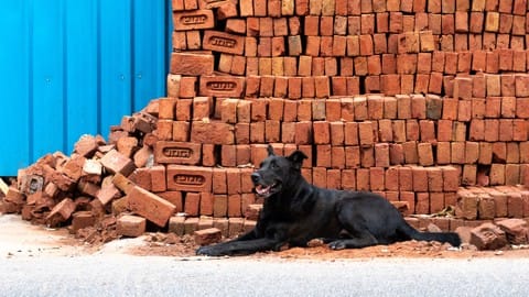 Ramai Insiden Anjing Serang Anak: dari Cianjur-Bandung dan Penyebabnya