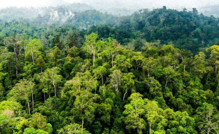 Rimba Raya di Cengkeraman Kapital: Menguak Ancaman Ekologi dan Keadilan Sosial di Hutan Indonesia