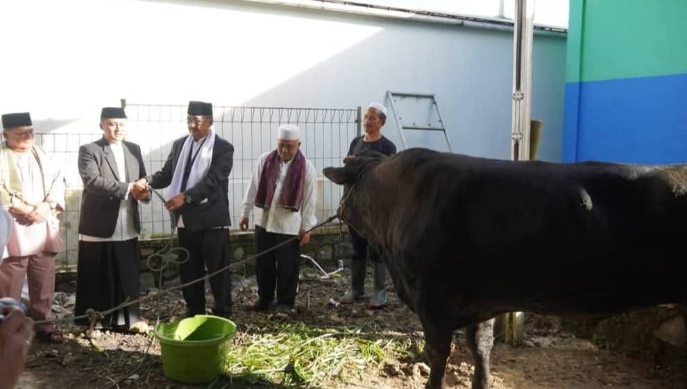 Sapi Black Angus 1,6 Ton Bernama Si Rancage untuk Kurban Cianjur