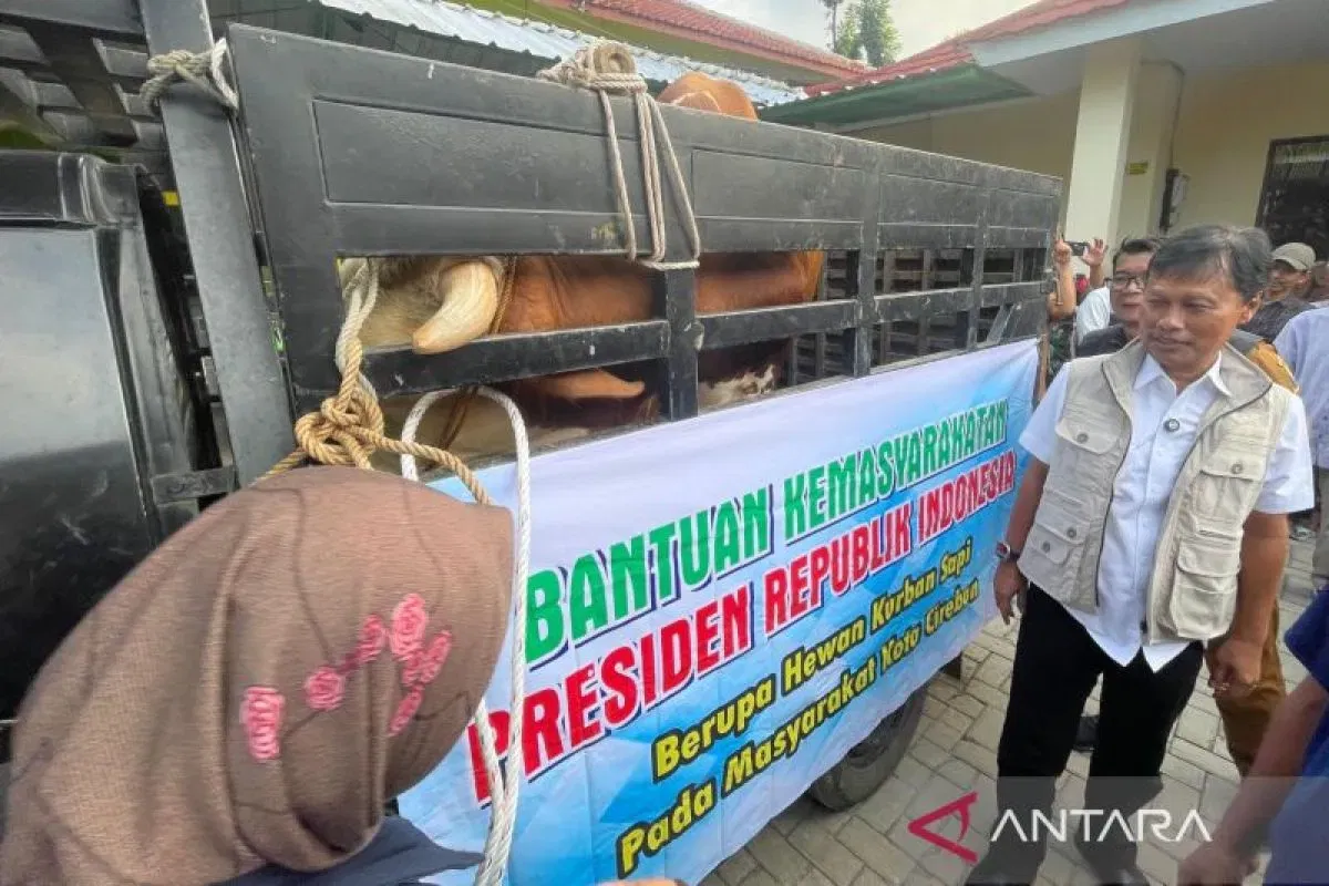 Sapi Kurban Bantuan Presiden Prabowo untuk Cirebon Idul Adha 2026