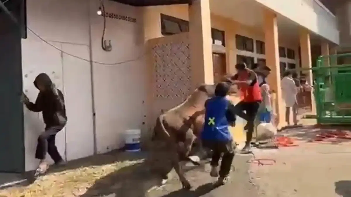 Sapi Kurban Ngamuk di Bojongsoang Bandung: Warga Berteriak Histeris