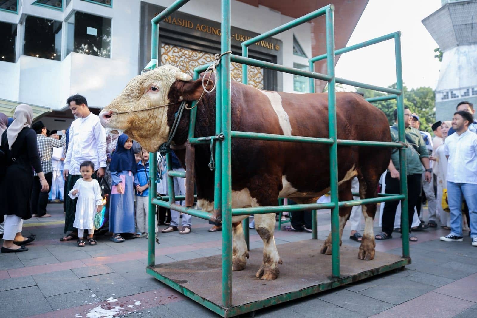 Sapi Kurban Presiden 1,25 Ton Diserahkan Wali Kota Bandung ke Mustahik