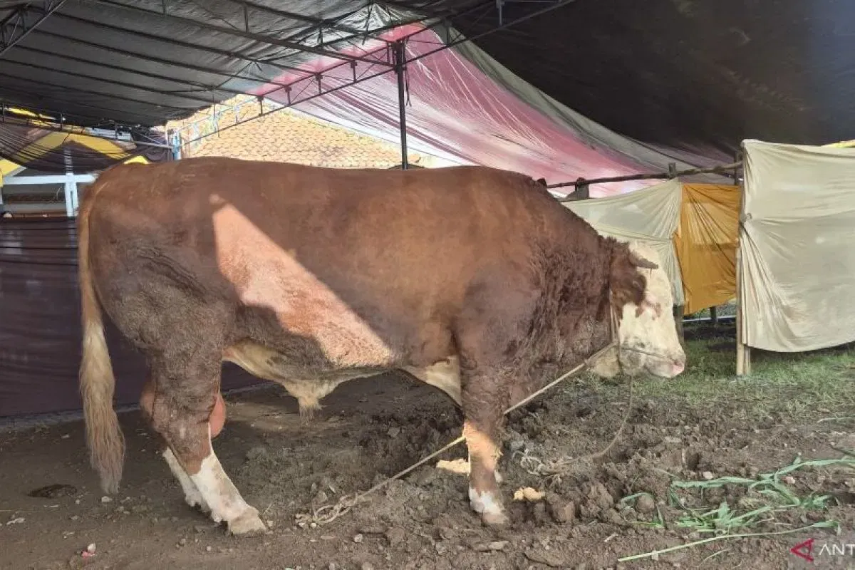 Sapi Kurban Presiden Didistribusikan ke Warga Dayeuhkolot Bandung