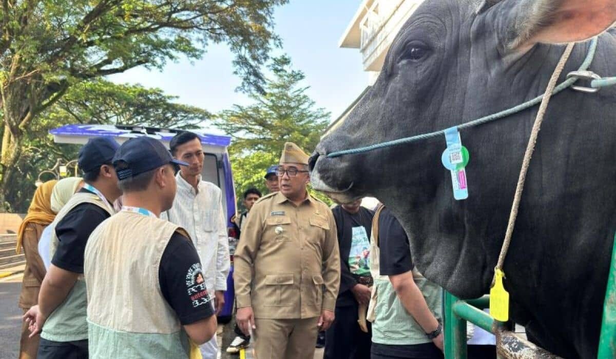 Sapi Simmental 1,25 Ton dari Peternak Bandung Jadi Kurban Presiden Prabowo