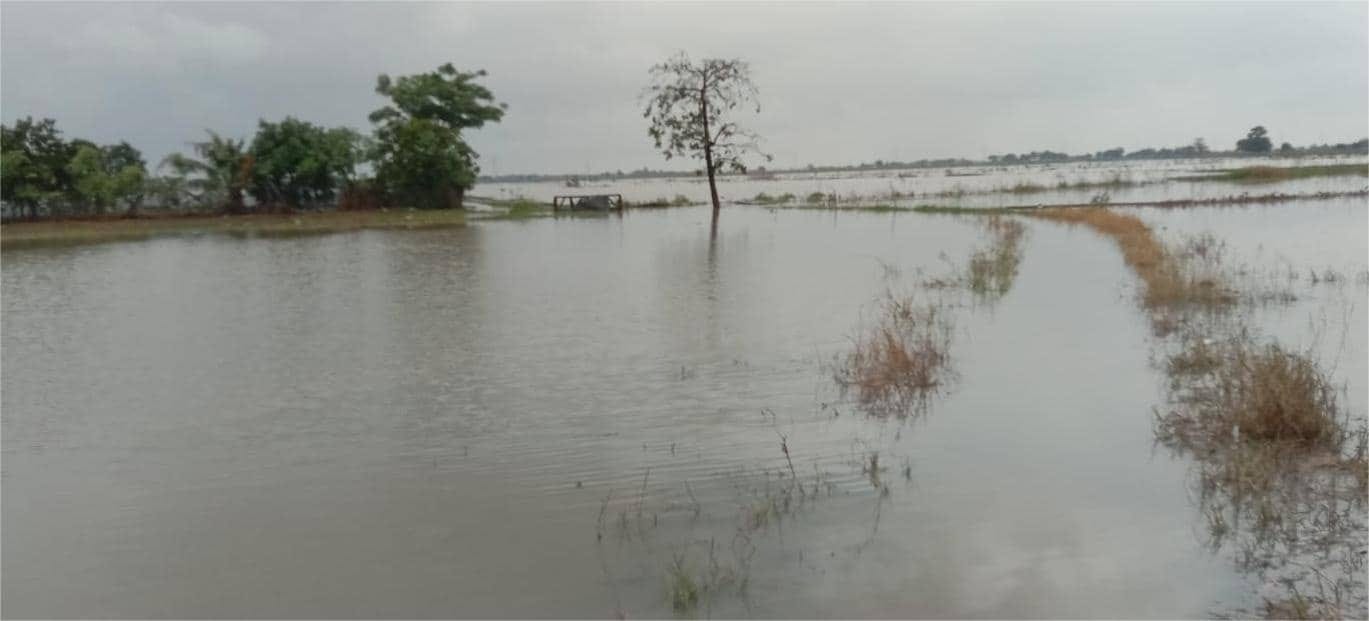 Sawah Terendam, Penurunan Penggelontoran Debit Air Dilakukan di Indramayu dan Cirebon