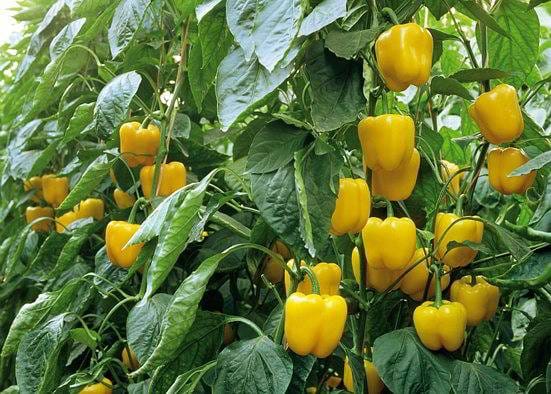 Sejak 1994, Paprika Tumbuh dan Mengubah Wajah Pertanian Desa Pasirlangu di Bandung Barat