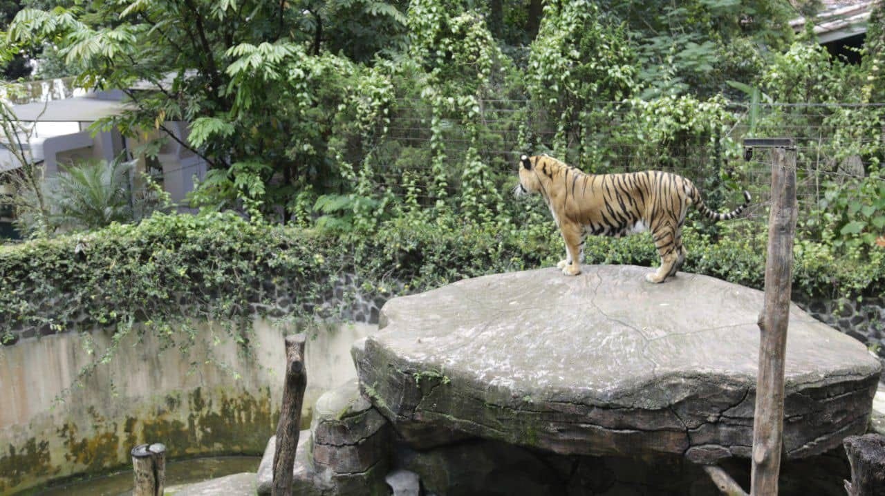 Serikat Pekerja Bandung Zoo Puas dengan Skema Solusi Wali Kota Farhan