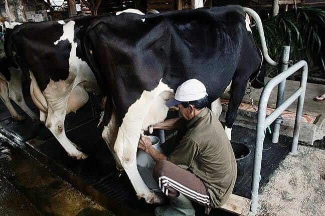 Sistem ERP dan Inklusi Keuangan: Bantu Peternak Sapi Perah di Jabar