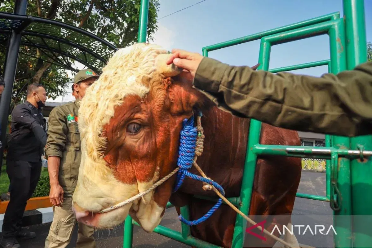 Stok Hewan Kurban Idul Adha 2026 di Jabar Cukup Melimpah dan Aman