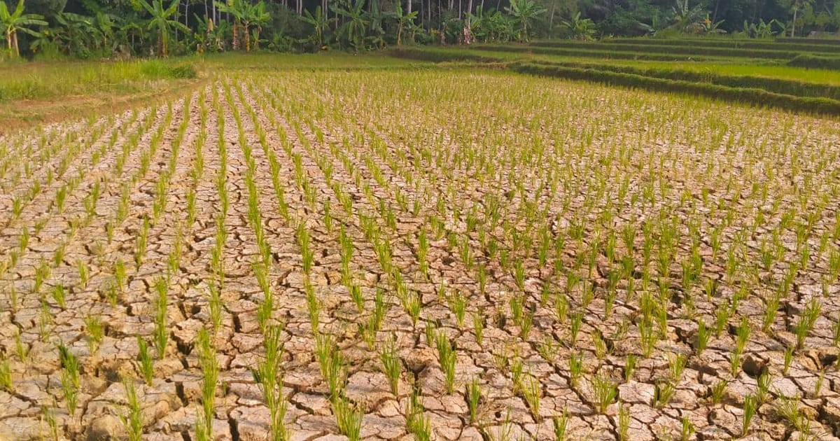 Strategi Antisipatif Jawa Barat Dongkrak Produksi Padi di Tengah Prediksi Kemarau Ekstrem