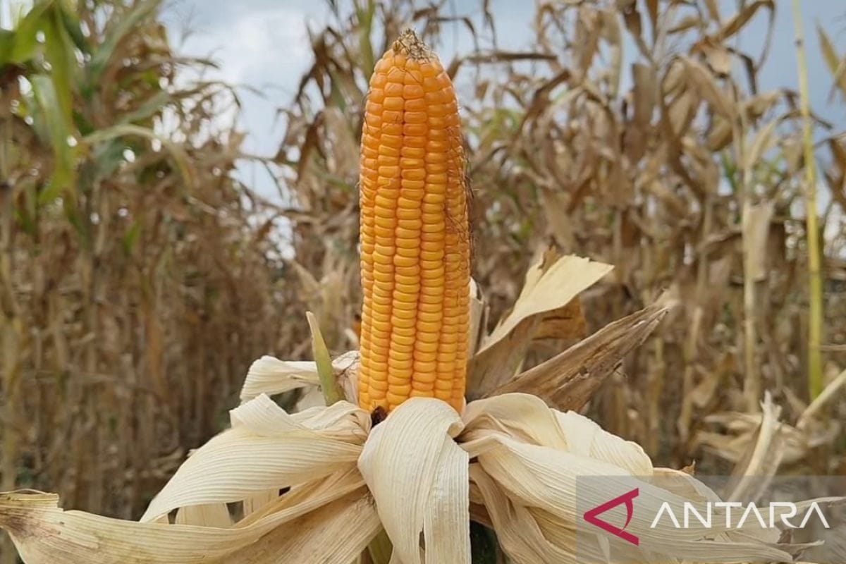 Strategi Sumedang Ganti Padi ke Palawija Antisipasi El Nino dan Kemarau Panjang