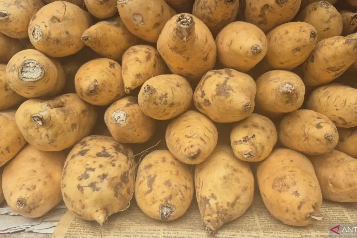 Sumedang Gencarkan Kultur Jaringan Ubi Cilembu untuk Perluas Produksi