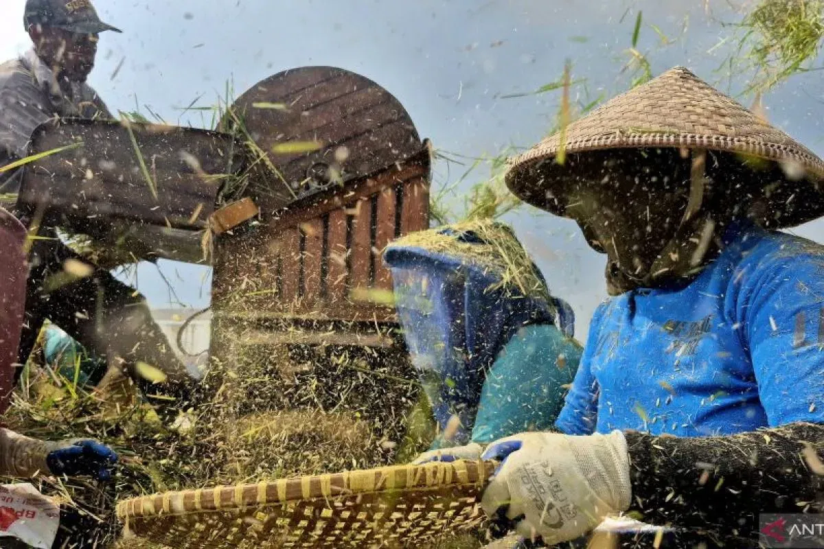 Sumedang: Menjaga Surplus Beras untuk Ketahanan Pangan Regional Jabar