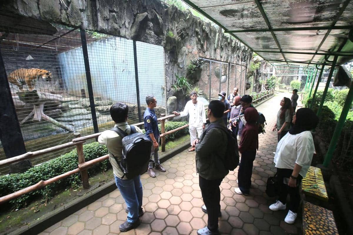 Taman Safari Siap Ikut Lelang Kebun Binatang Bandung, Tunggu Kepastian