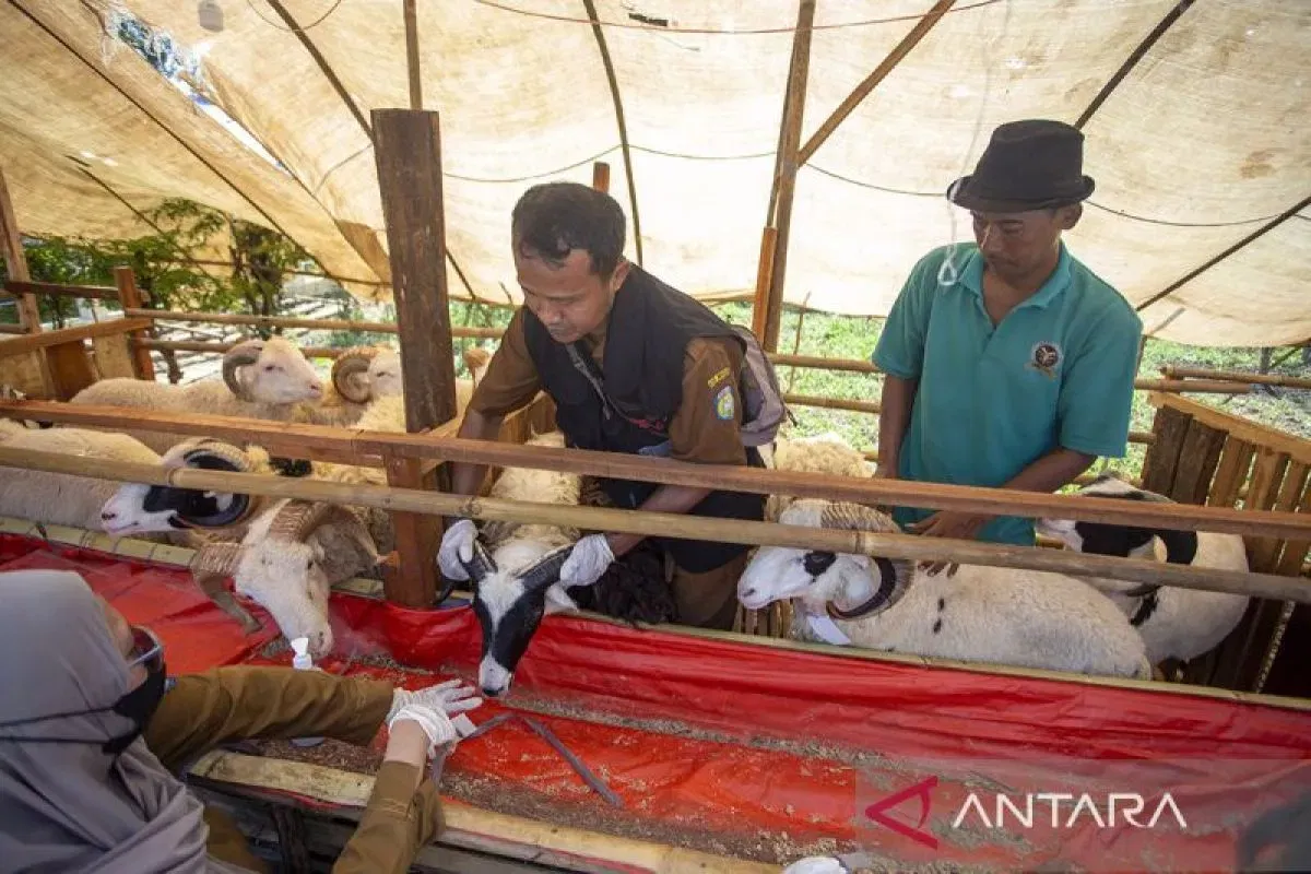 Tim Siaga Periksa Hewan Kurban di Cianjur Jelang Idul Adha 2026