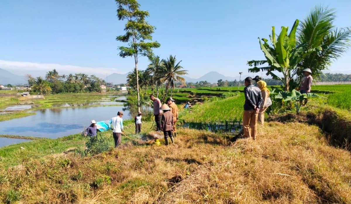 TNI-Polri Bersama Petani Garut Buru Tikus Cegah Gagal Panen Sawah