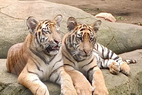 Update: Dua Anak Harimau Benggala Mati di Bandung Zoo Akibat Virus FPV