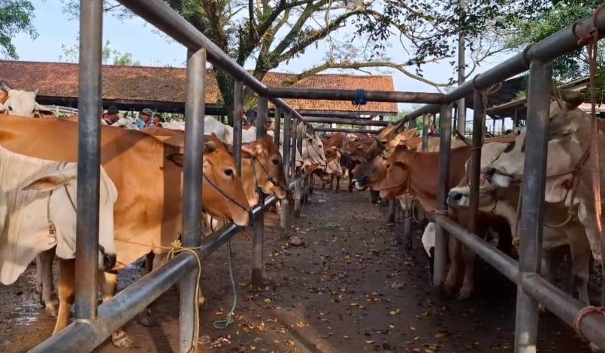 Update Harga Sapi Kurban Purwakarta: Naik Rp3 Juta H-1 Idul Adha