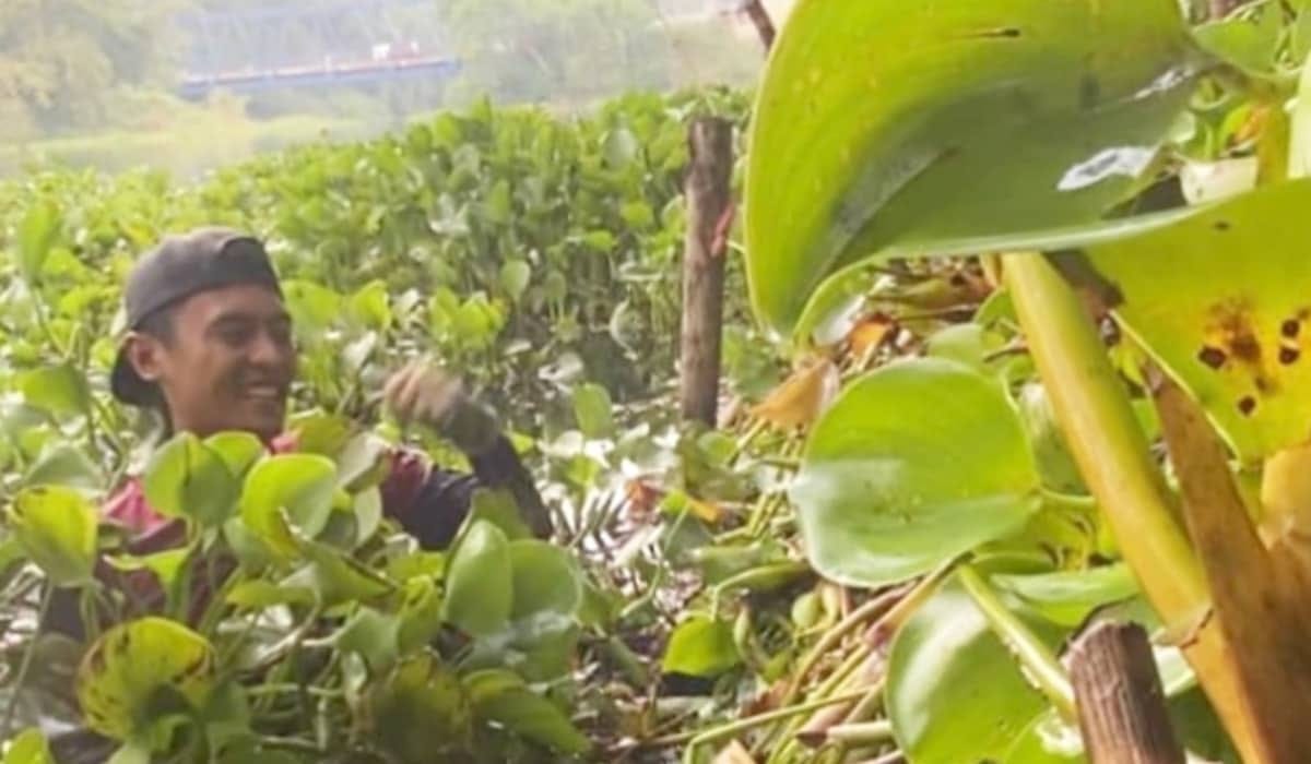 Warga Cililin Bersihkan Eceng Gondok di Waduk Saguling Bandung Barat