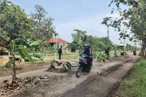 Warga Indramayu Tanam Pohon Pisang di Jalan Rusak: Protes dan Tanggapan